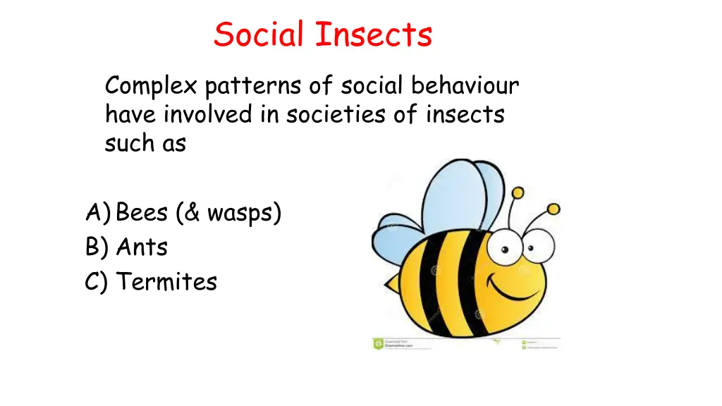 social insects complex patterns of social