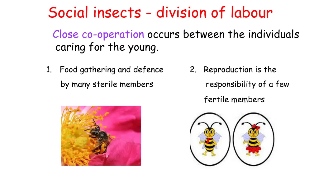 social insects division of labour close