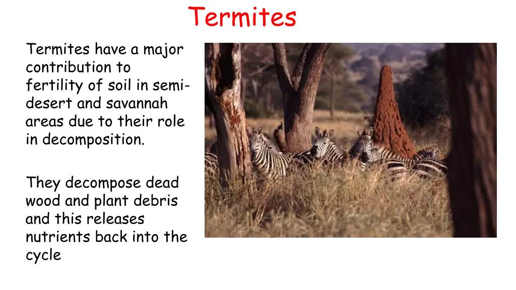 termites