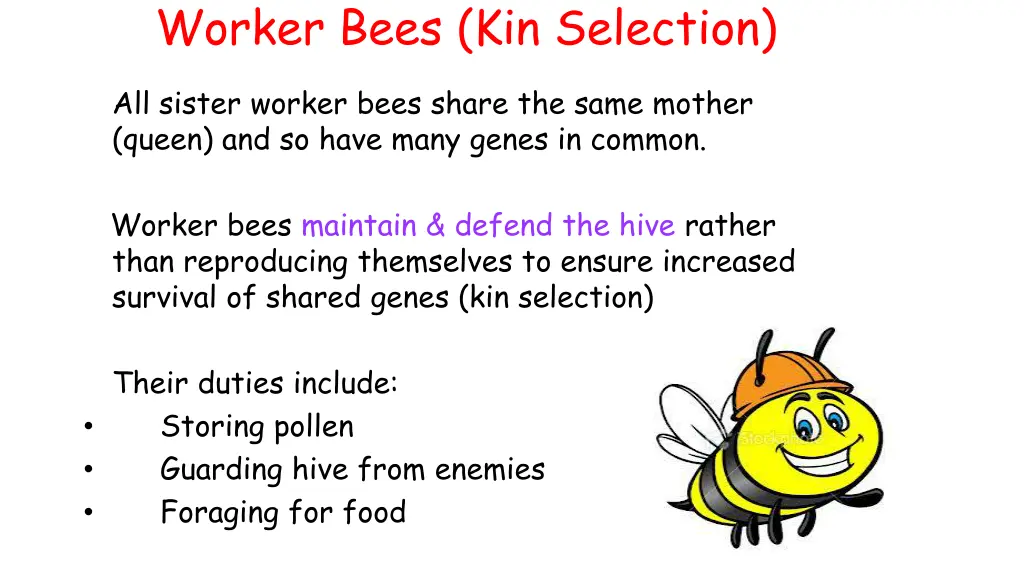 worker bees kin selection