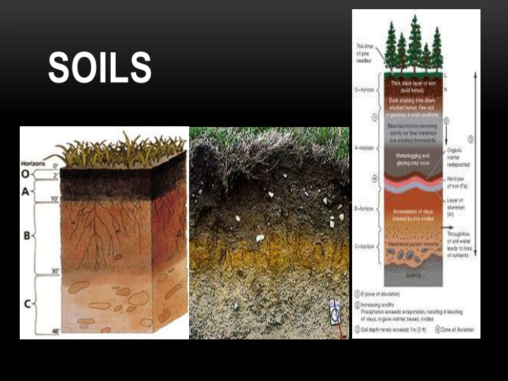 soils