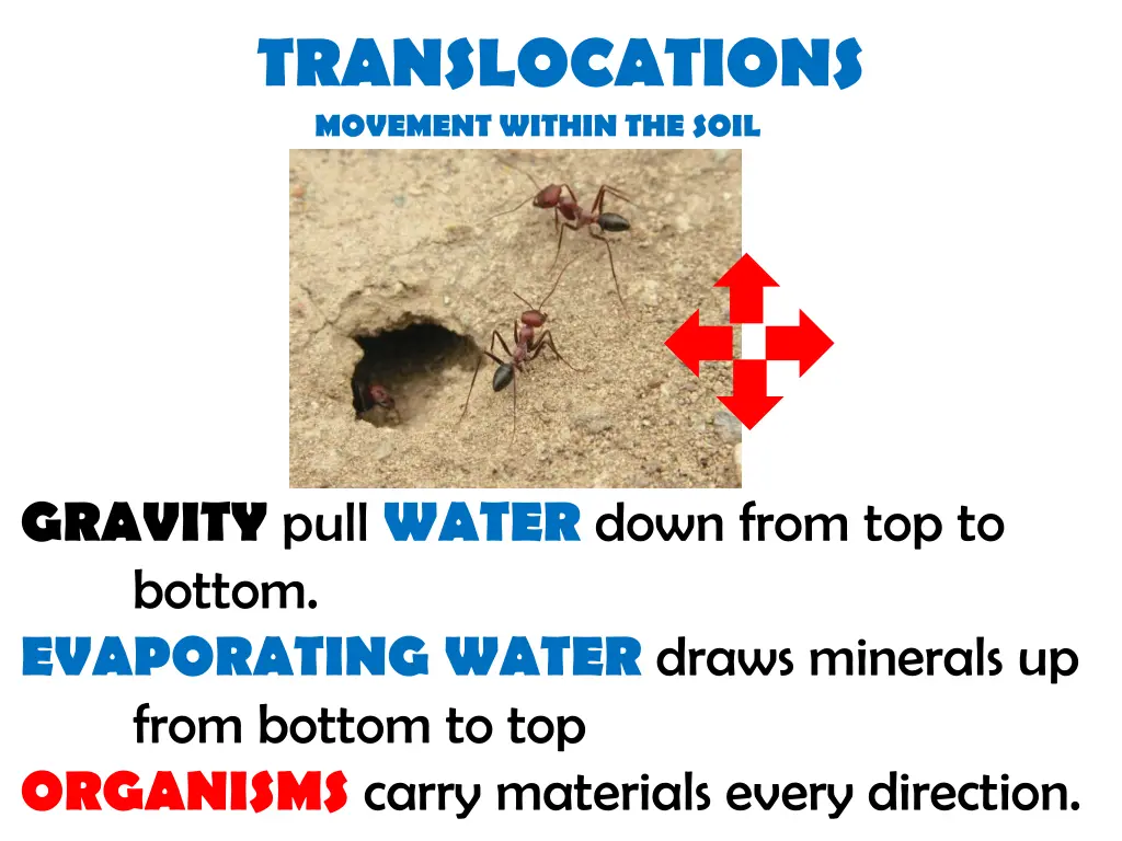 translocations movement within the soil