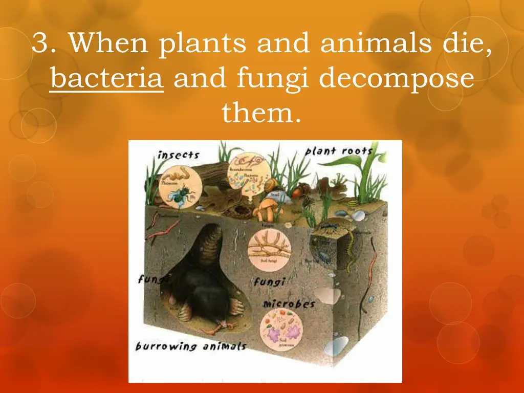 3 when plants and animals die bacteria and fungi