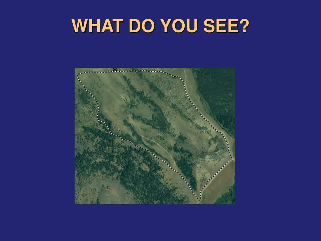 what do you see