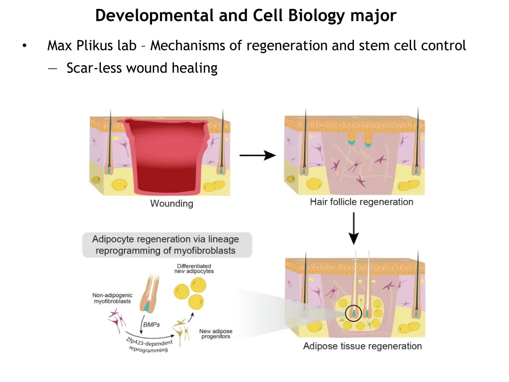 developmental and cell biology major 1