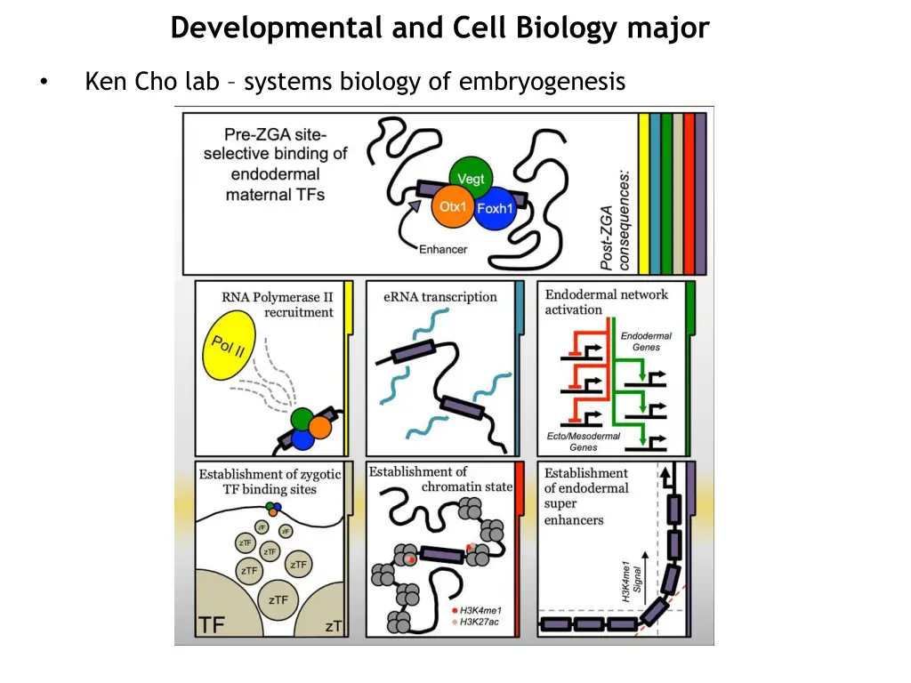 developmental and cell biology major 2