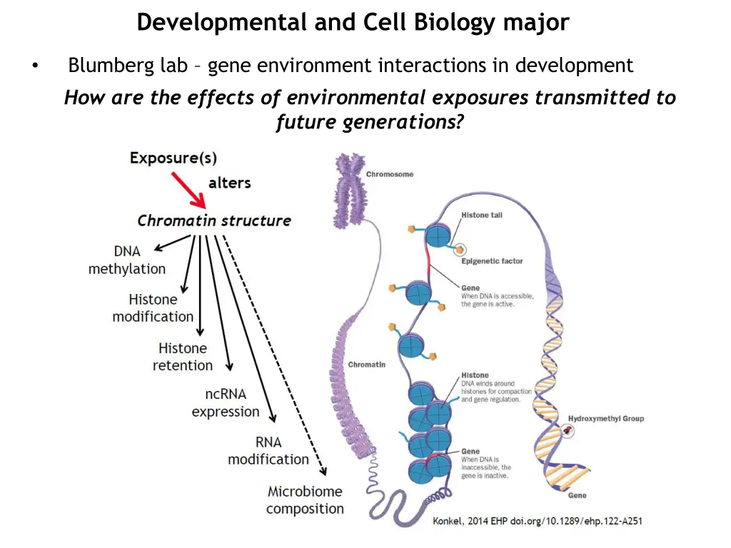 developmental and cell biology major 3