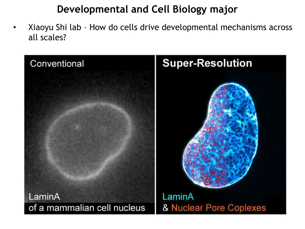 developmental and cell biology major 4