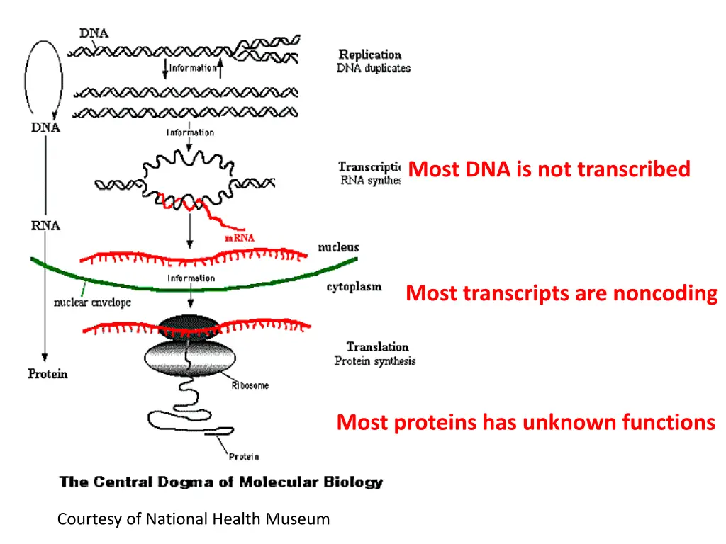 most dna is not transcribed