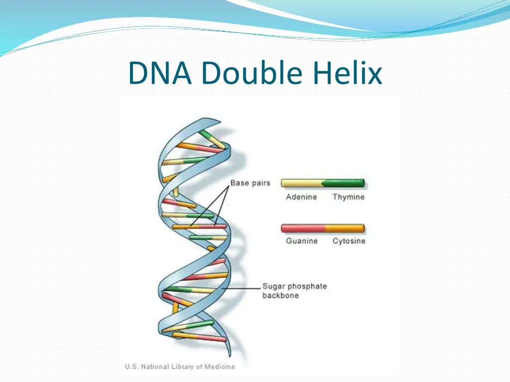 dna double helix