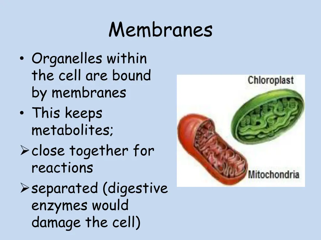 membranes 1