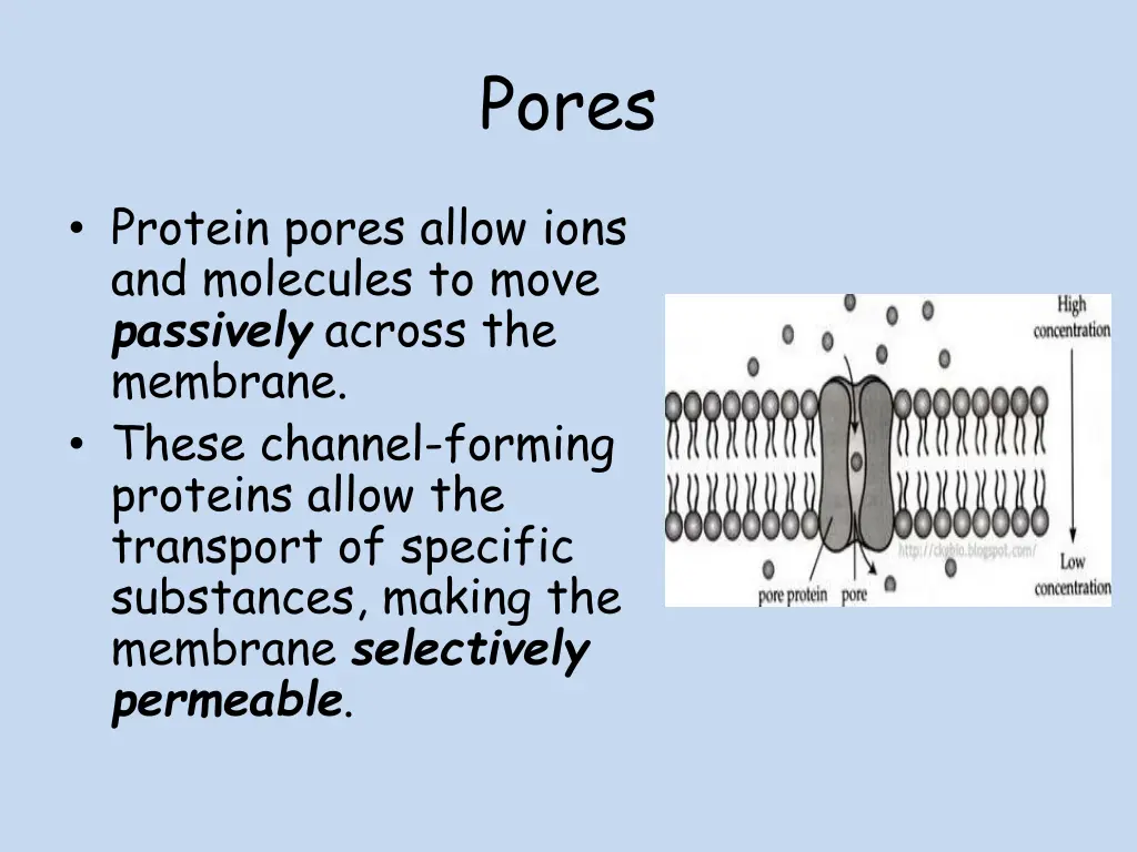 pores