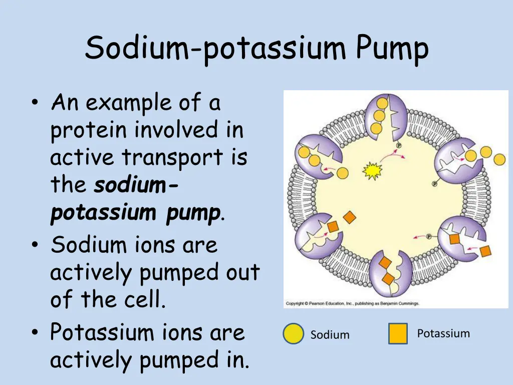 sodium potassium pump