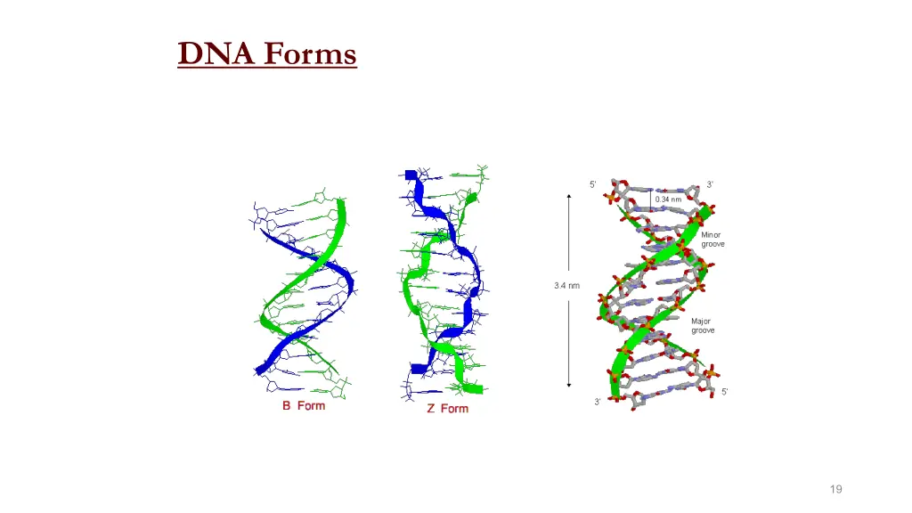 dna forms