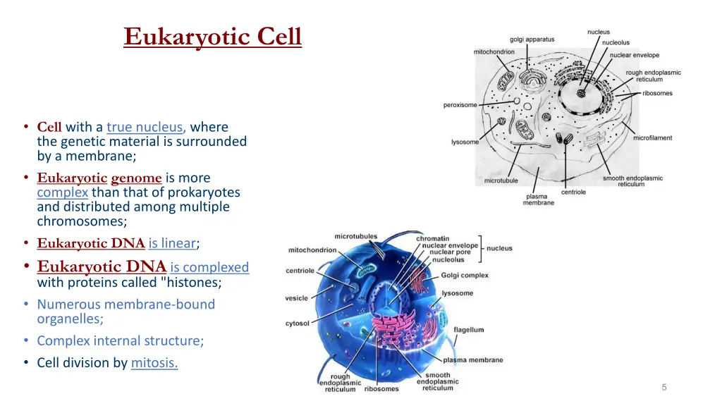 eukaryotic cell