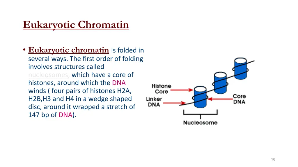 eukaryotic chromatin