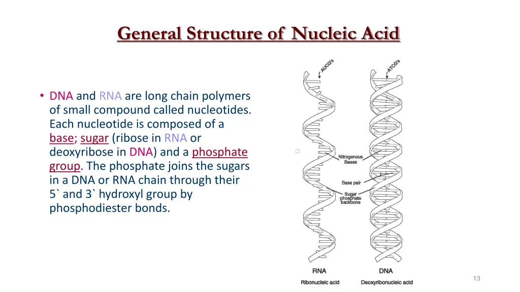 general structure of nucleic acid 1