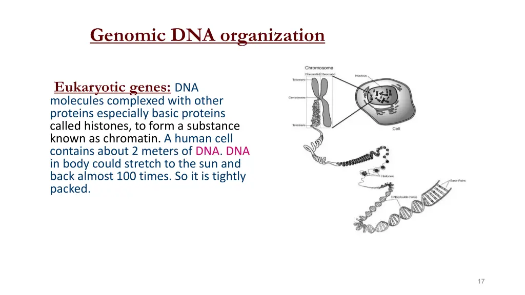 genomic dna organization