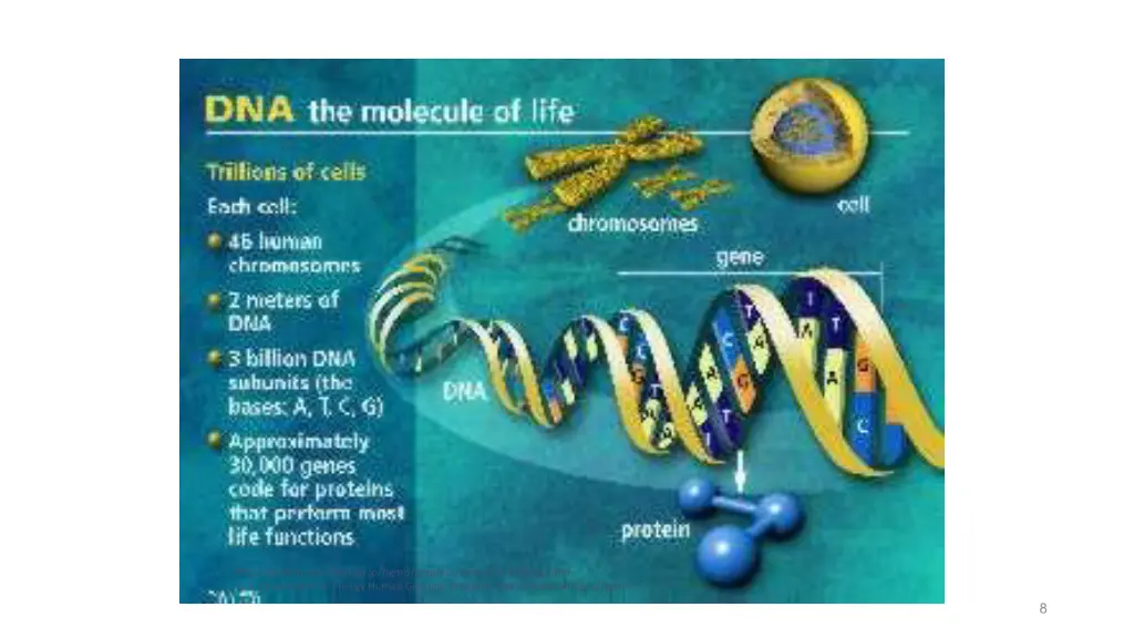 http genome gsc riken go jp hgmis graphics slides