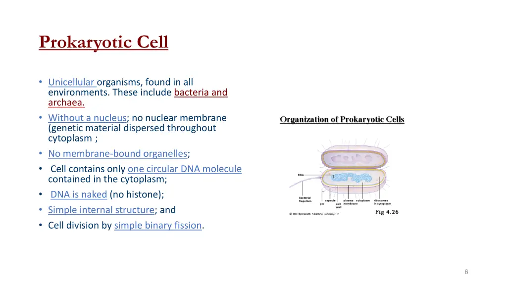 prokaryotic cell