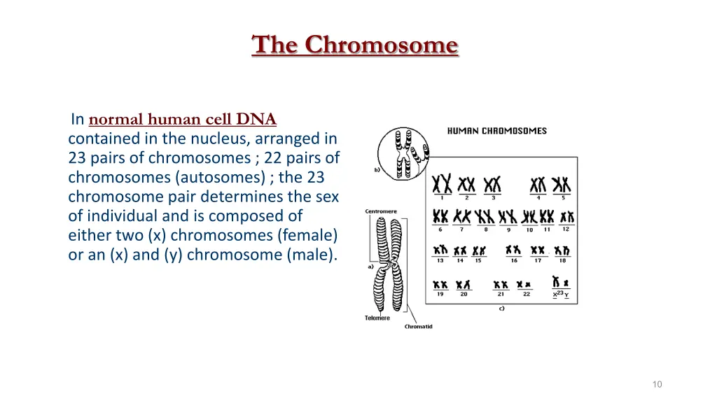 the chromosome 1