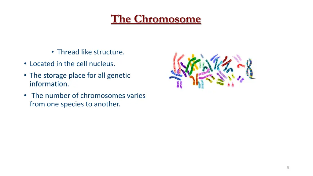 the chromosome