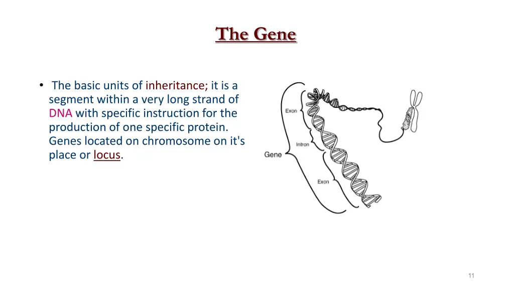 the gene