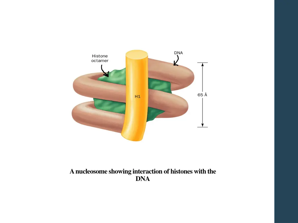 a nucleosome showing interaction of histones with