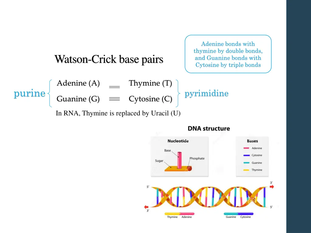 adenine bonds with thymine by double bonds