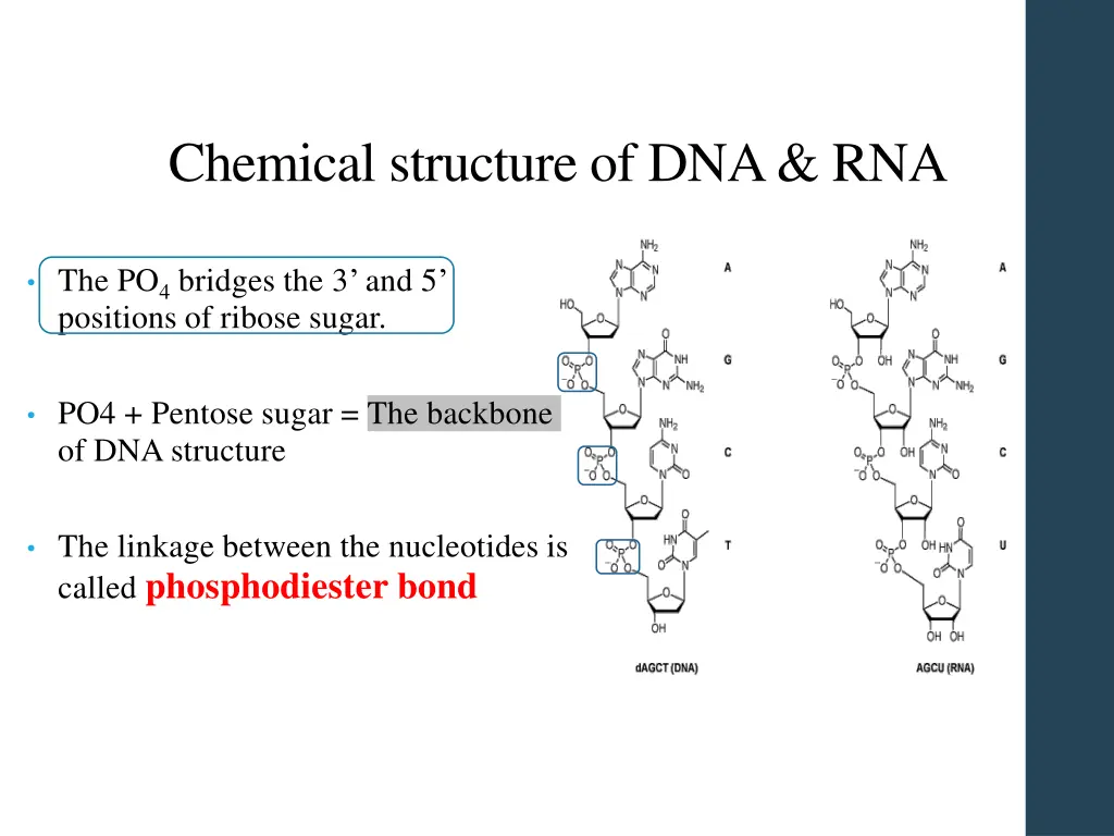 chemical structure of dna rna