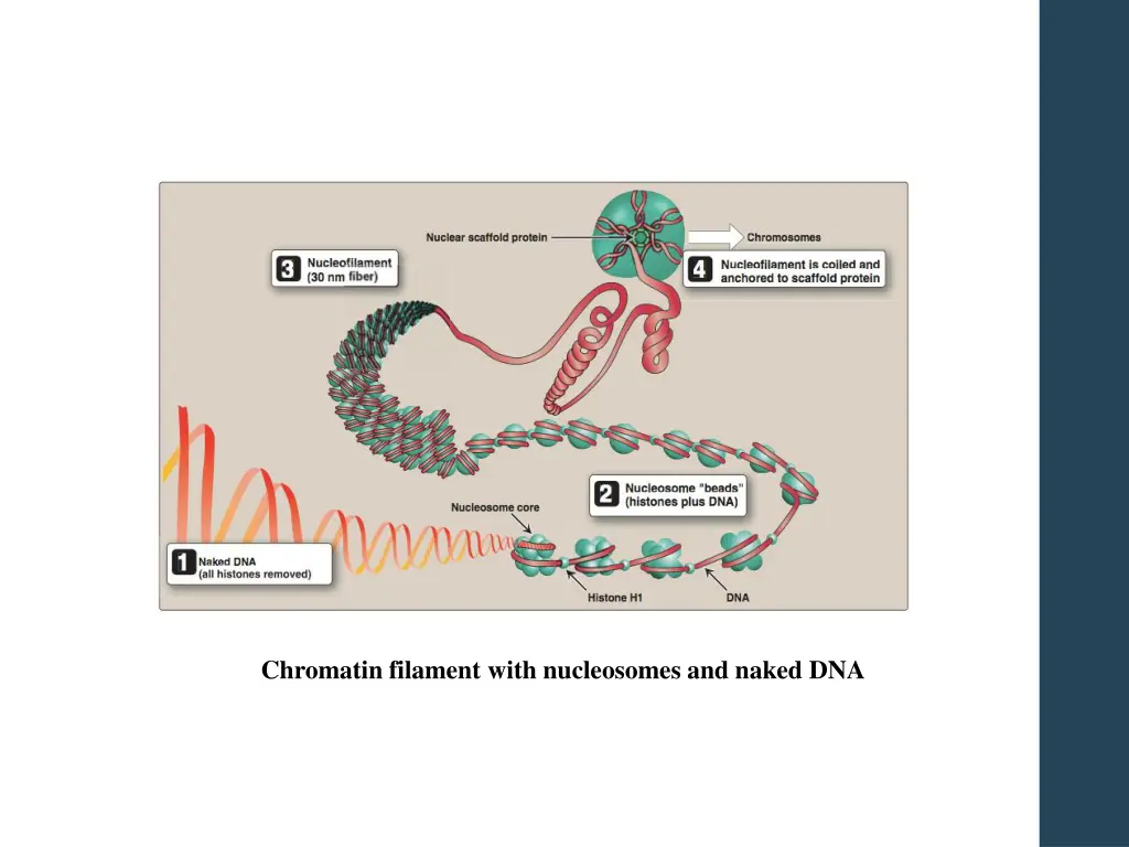 chromatin filament with nucleosomes and naked dna