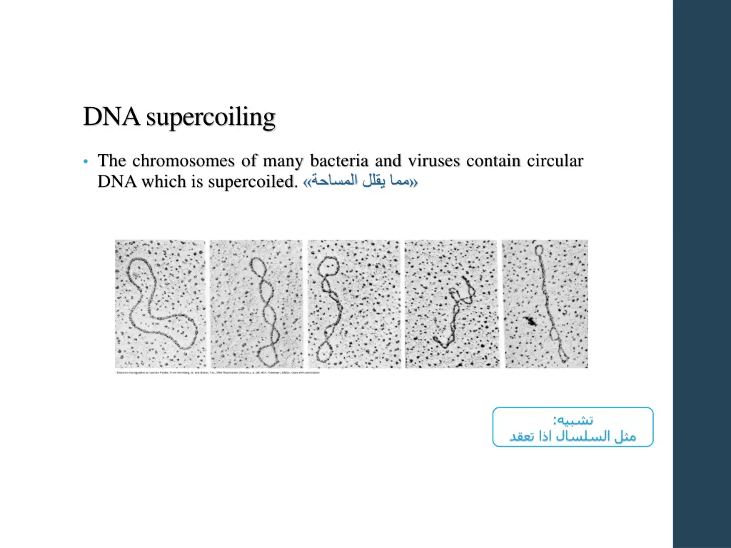 dna supercoiling