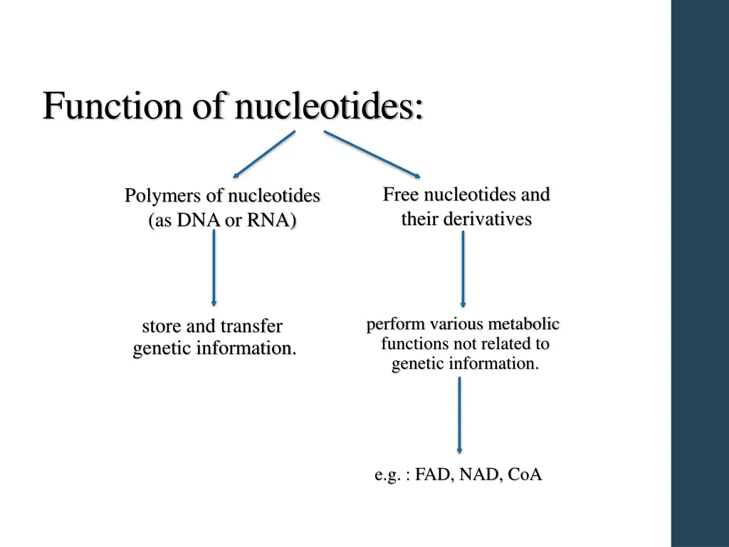 function of nucleotides