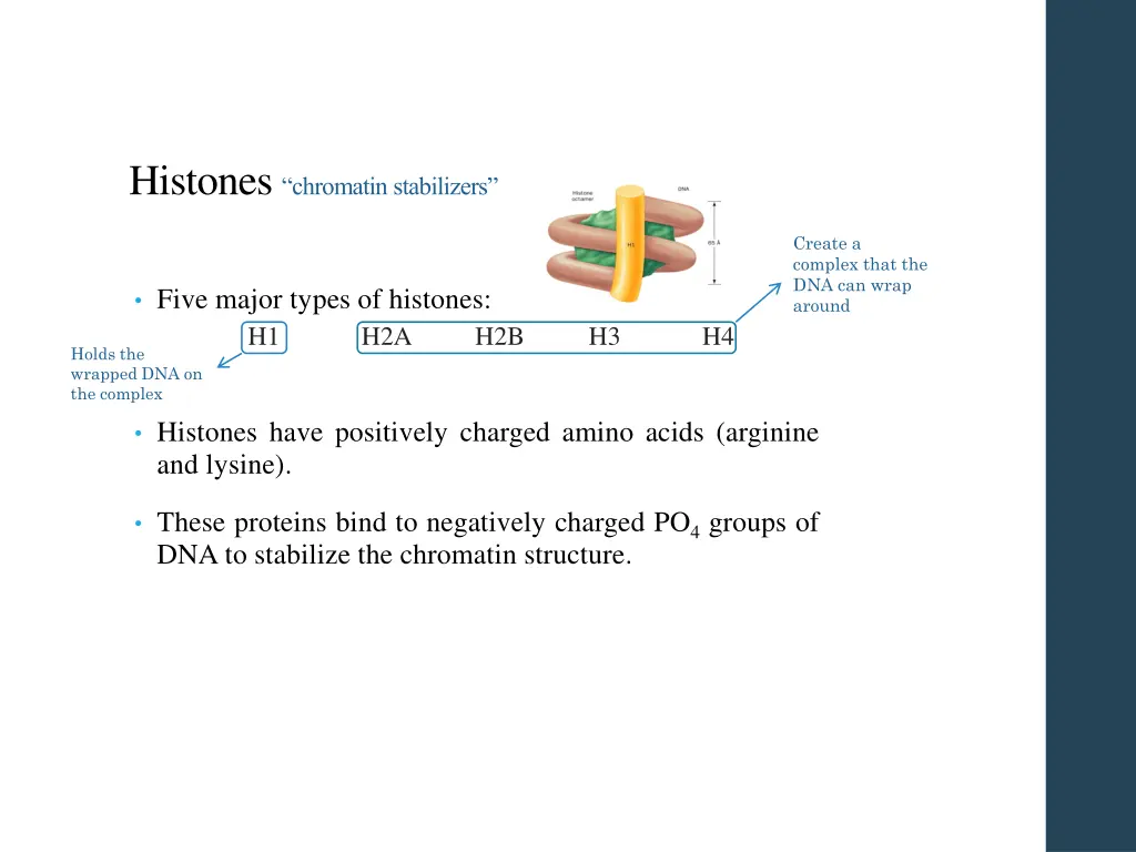 histones chromatin stabilizers