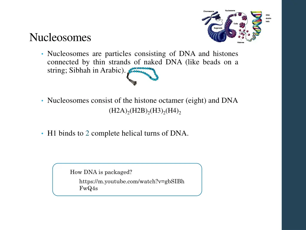 nucleosomes