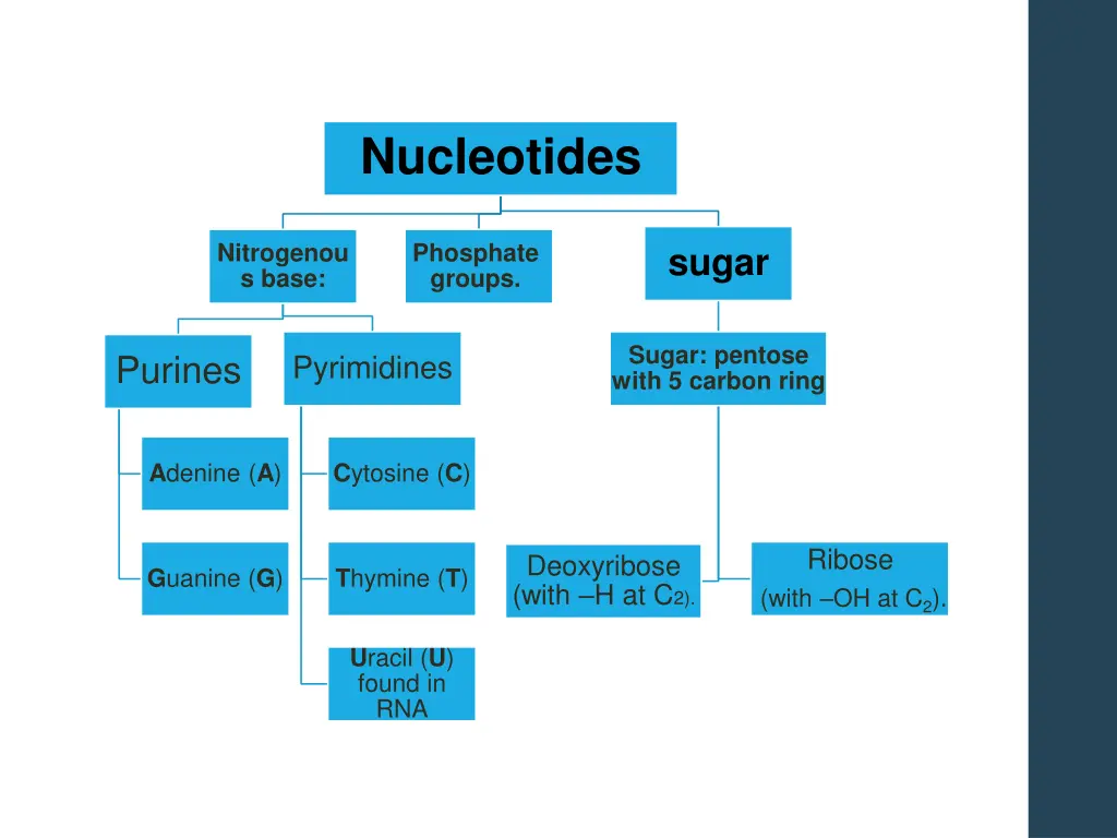 nucleotides