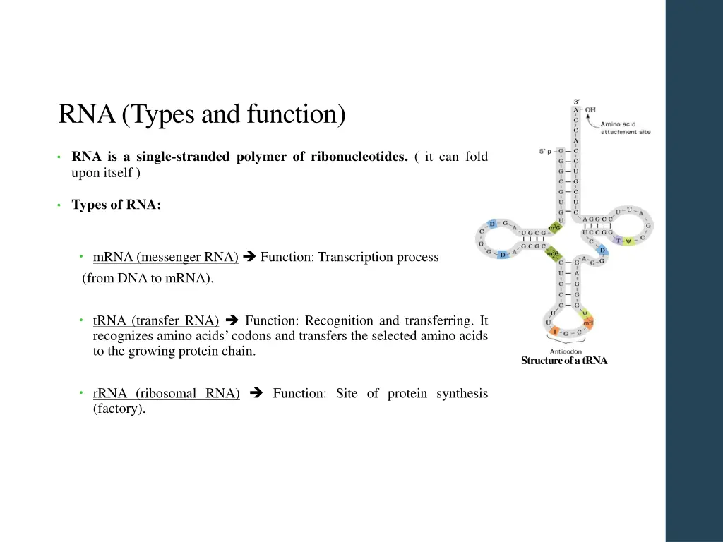 rna types and function