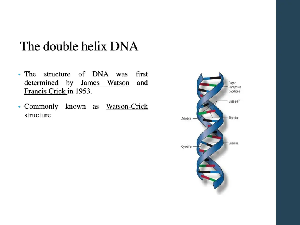 the double helix dna