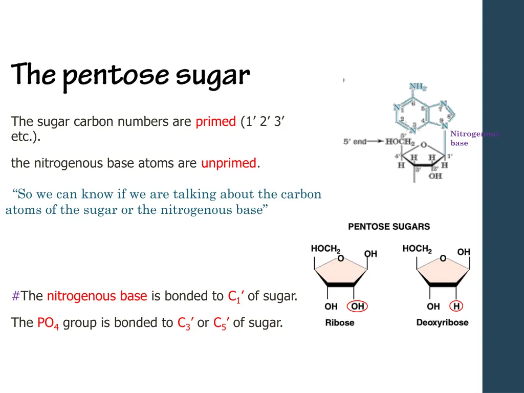 the sugar carbon numbers are primed 1 2 3 etc