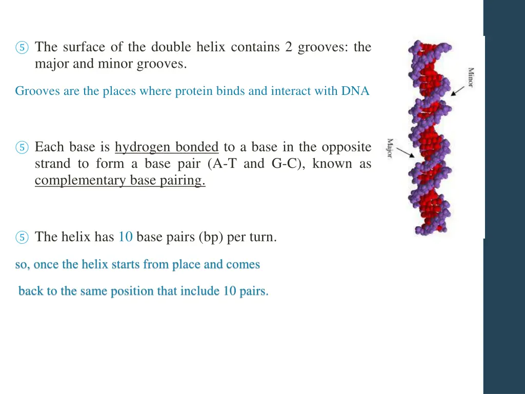 the surface of the double helix contains