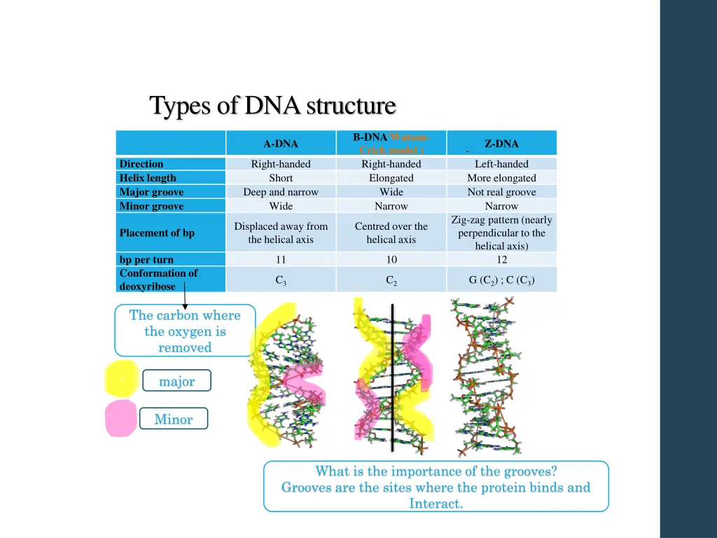 types of dna structure