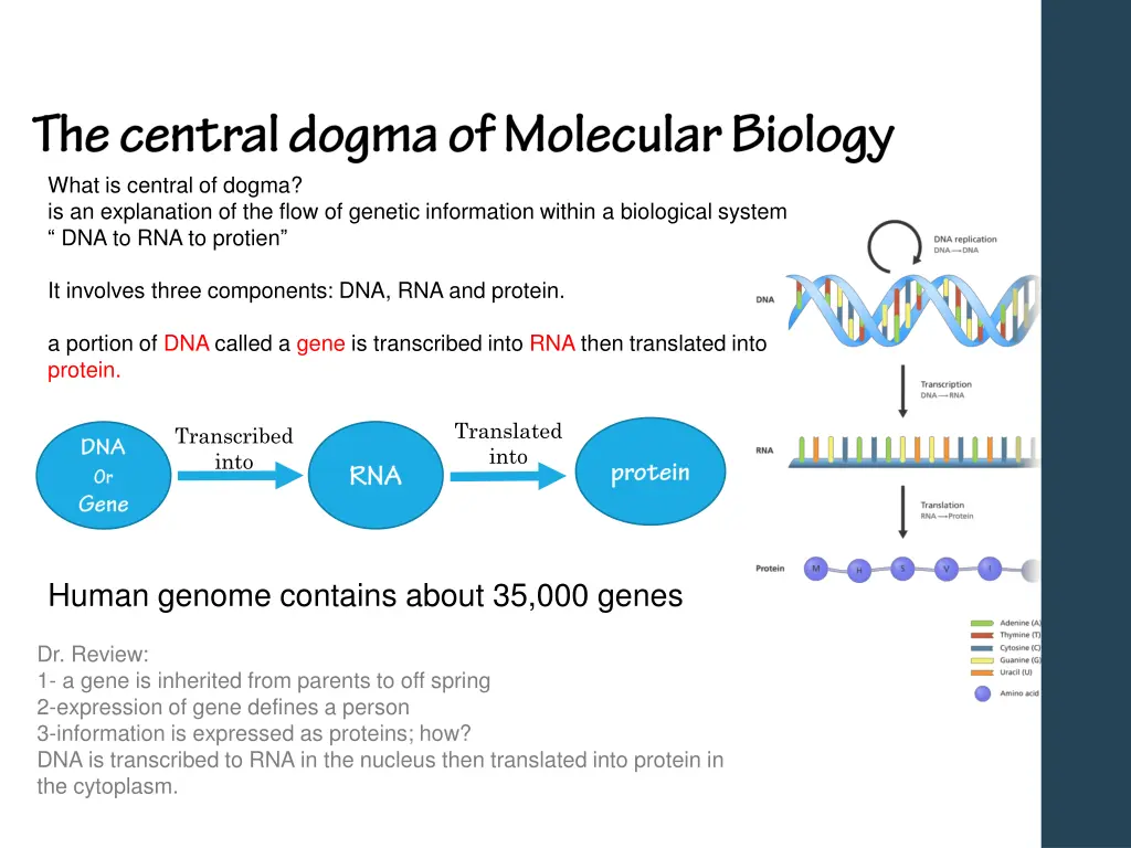 what is central of dogma is an explanation