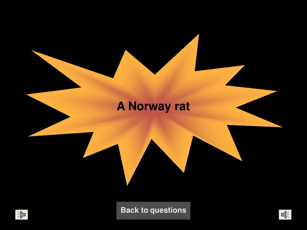 a norway rat