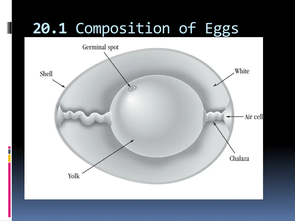 20 1 composition of eggs