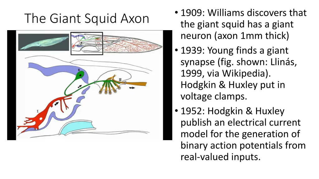 1909 williams discovers that the giant squid