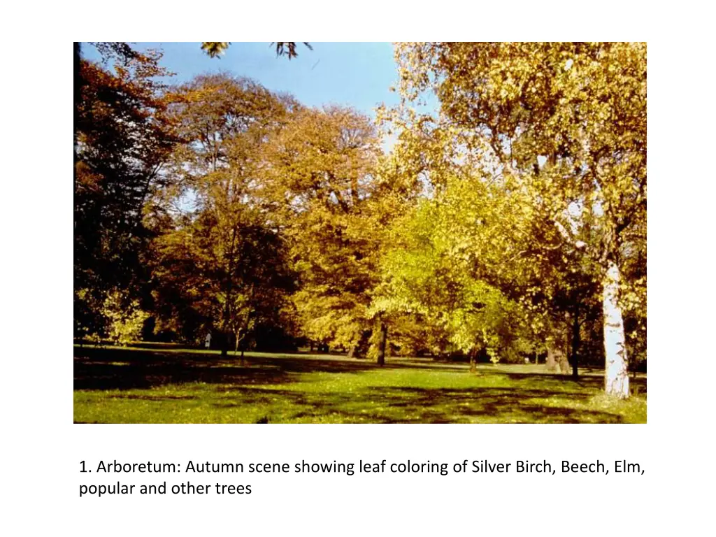 1 arboretum autumn scene showing leaf coloring