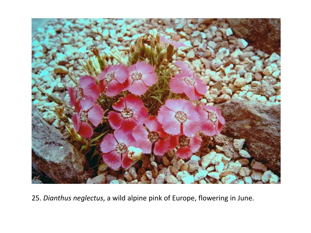 25 dianthus neglectus a wild alpine pink