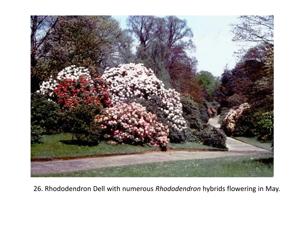 26 rhododendron dell with numerous rhododendron