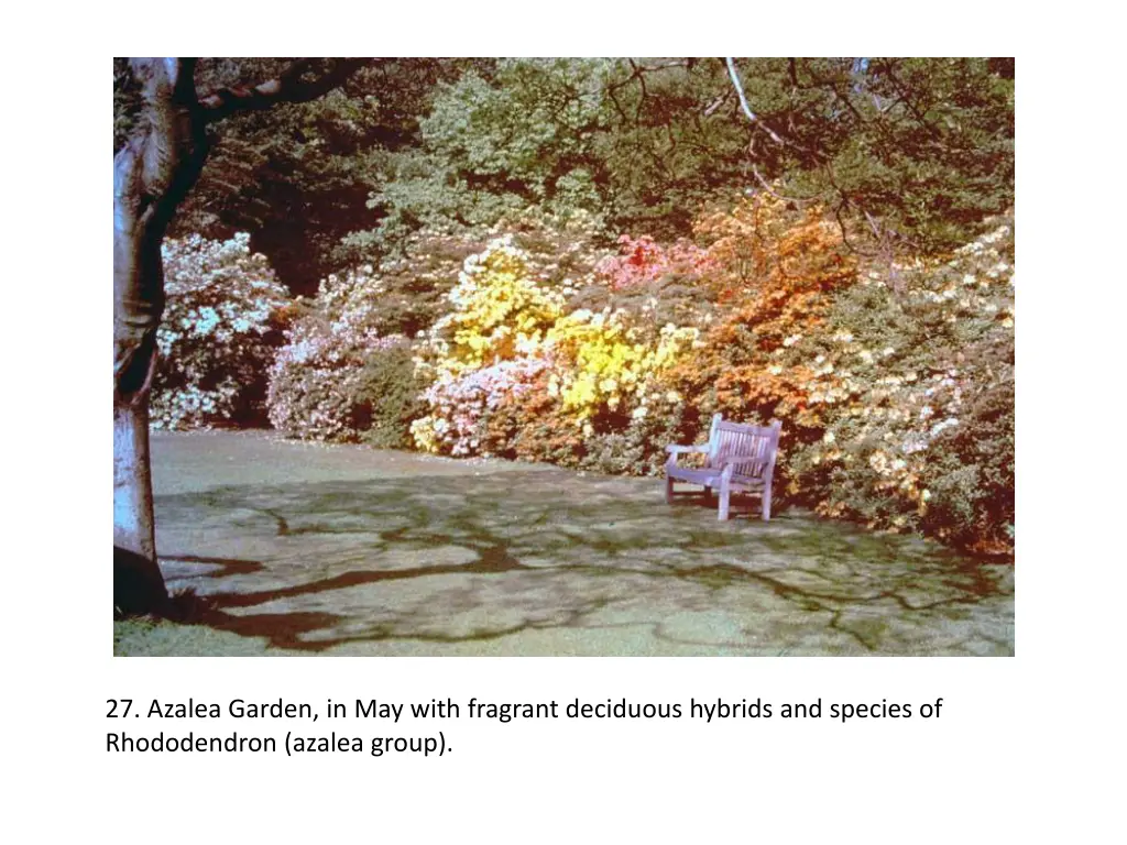 27 azalea garden in may with fragrant deciduous