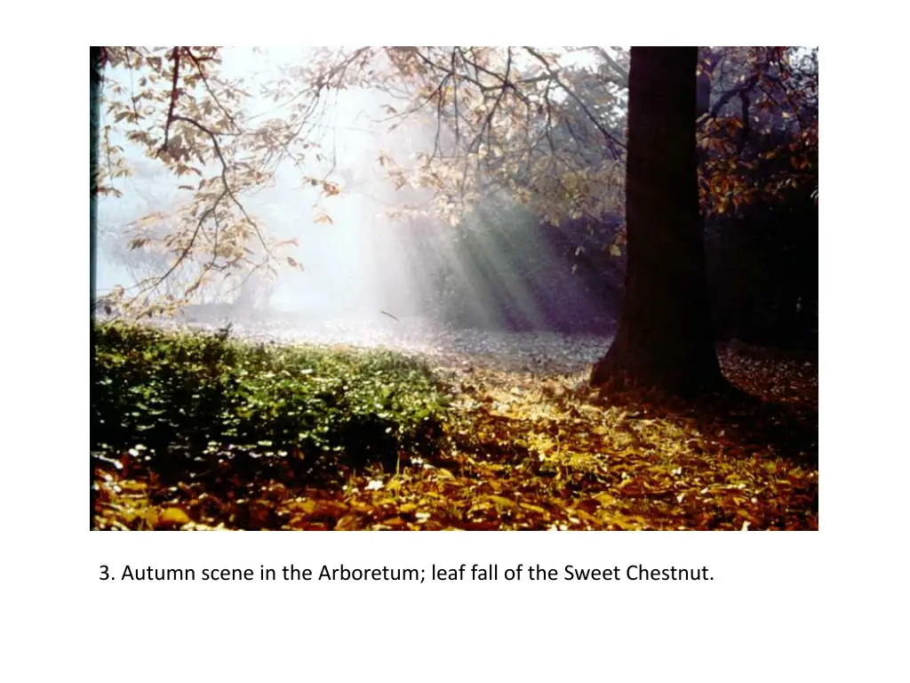 3 autumn scene in the arboretum leaf fall